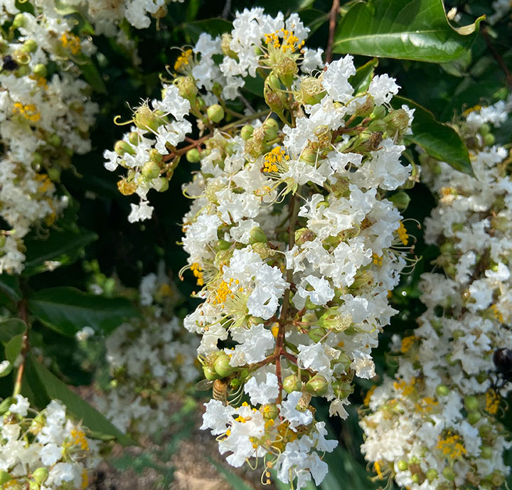 white crape myrtle