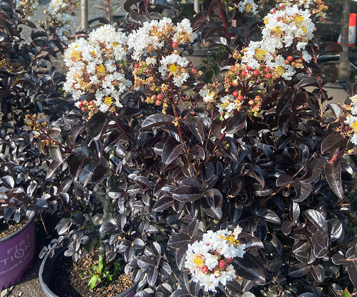 White with black - crape myrtle
