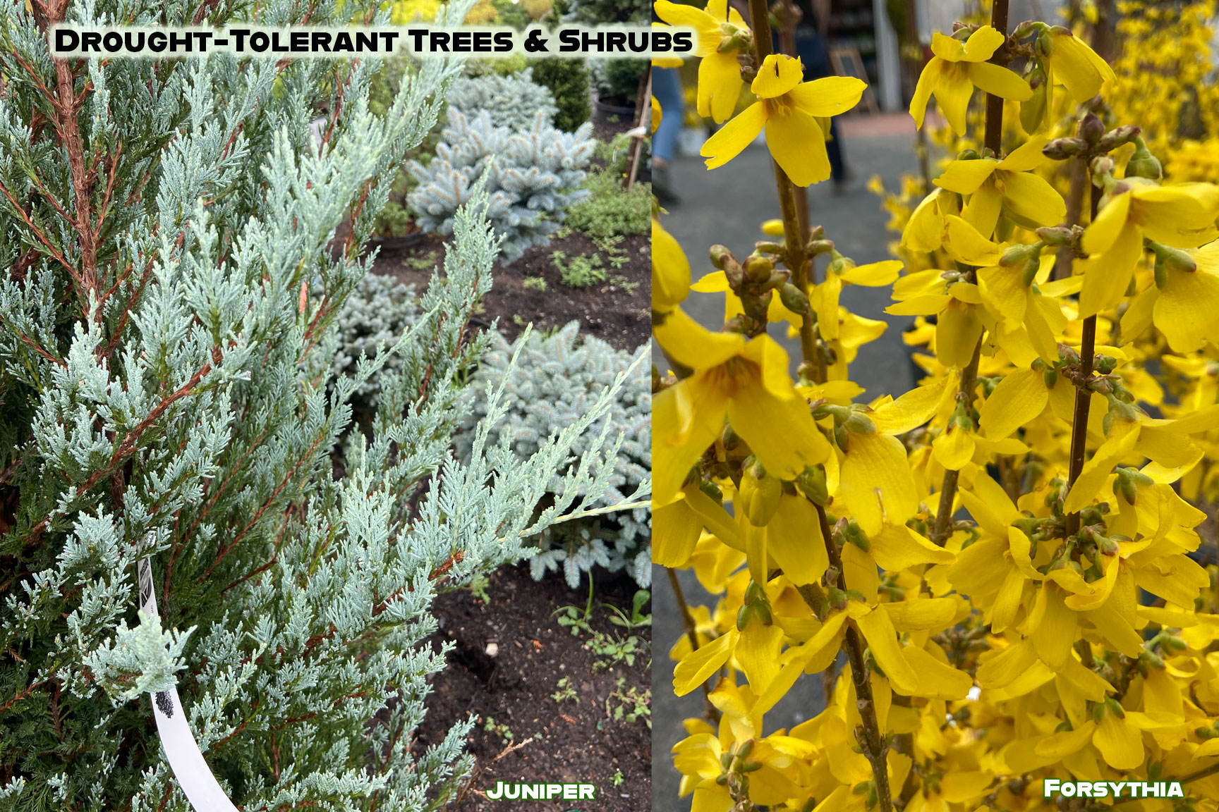 Drought-Tolerant Trees & Shrubs