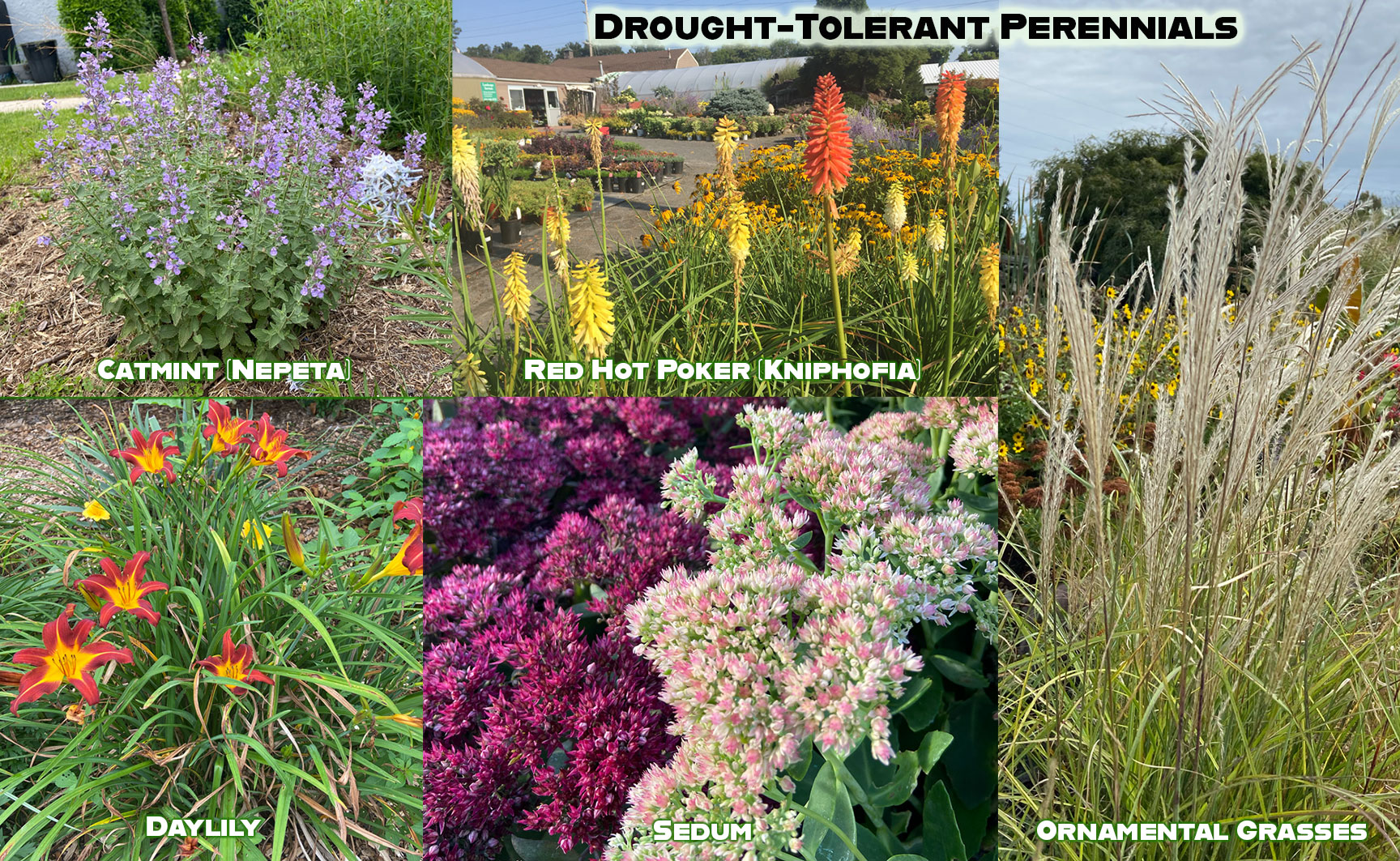 Drought-Tolerant Perennials