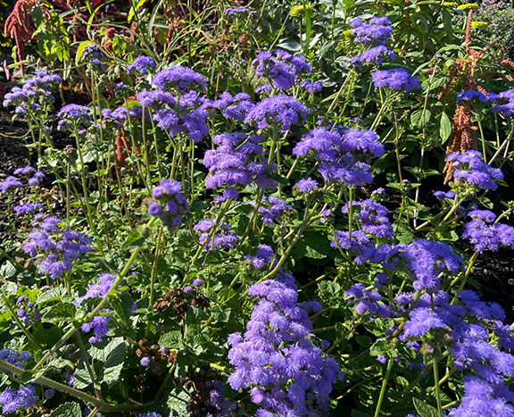 ‘Blue Horizon’ Ageratum