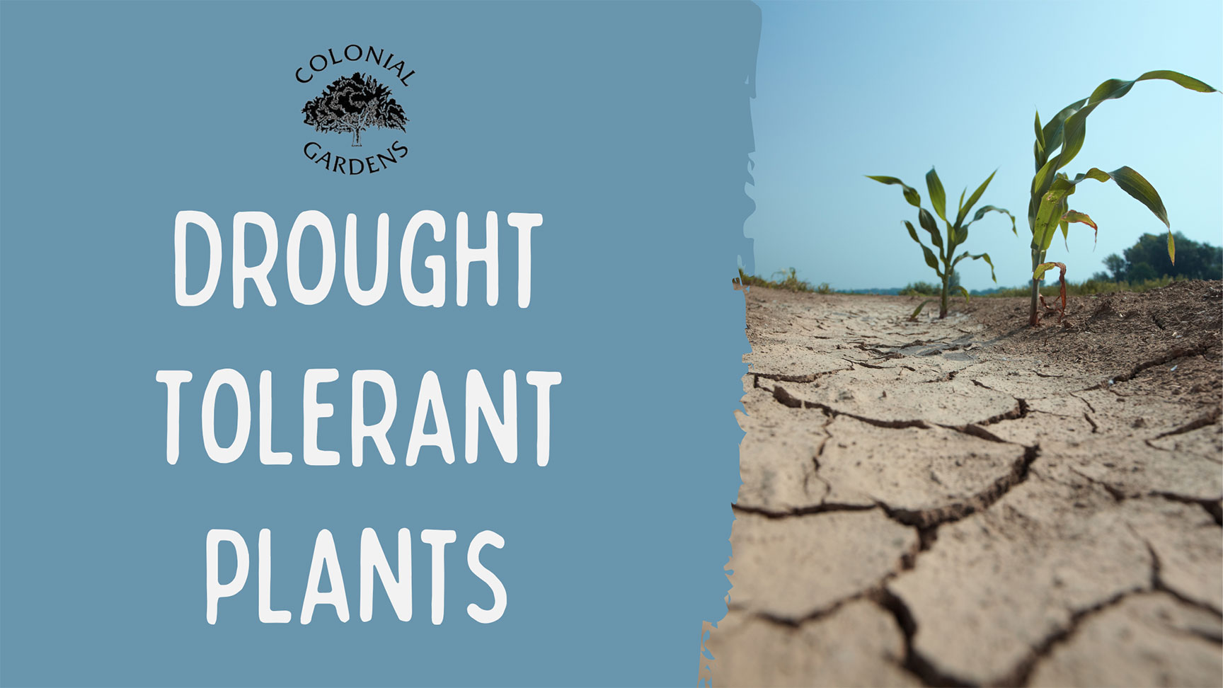 Drought tolerant plants