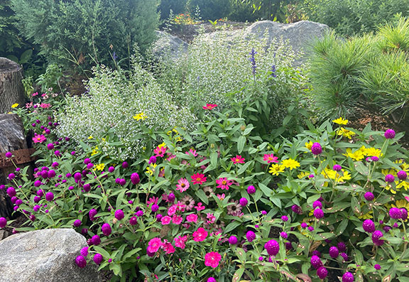 Buddy Gomphrena and Zinnias