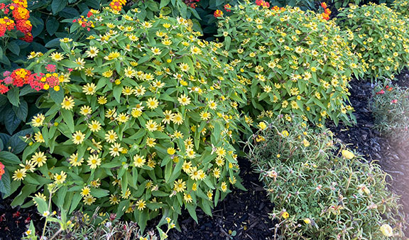 ‘Lemon Delight’ Melampodium: