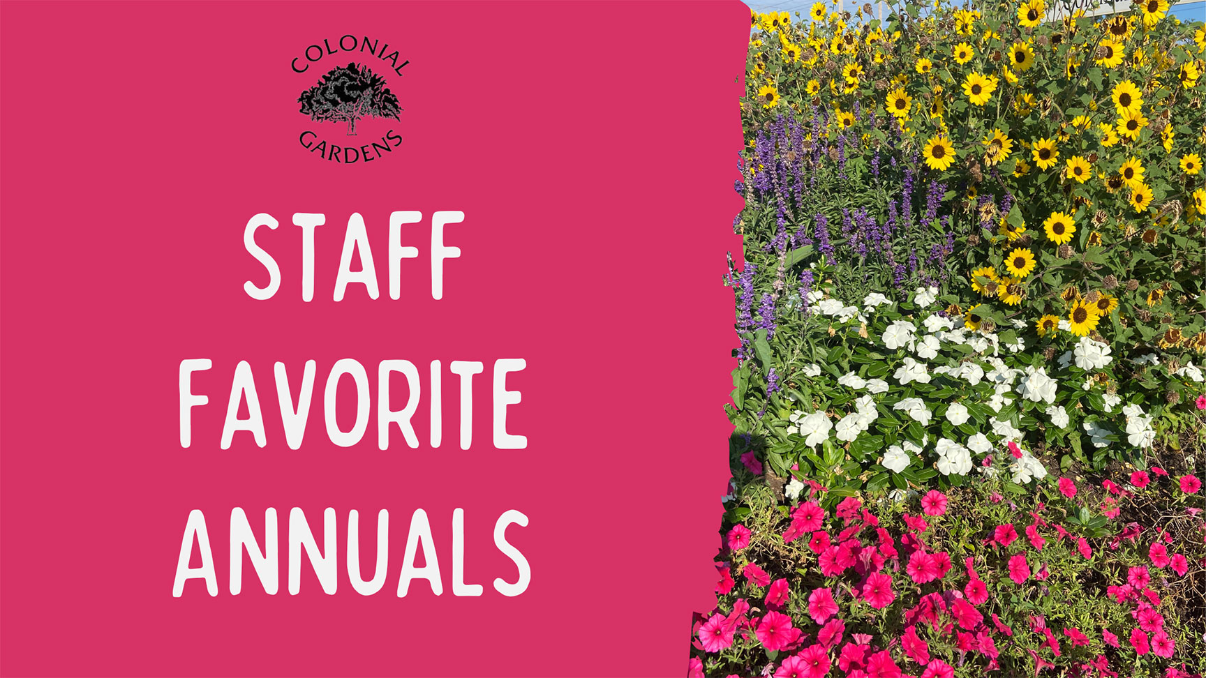 Staff Favorite Annuals from Colonial Gardens