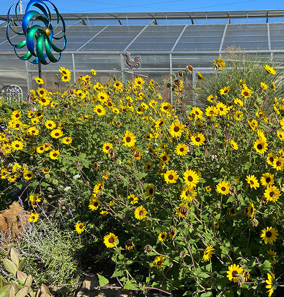 Suncredible Sunflower