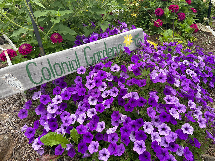 Supertunia Mini-Vista Indigo at Colonial Gardens