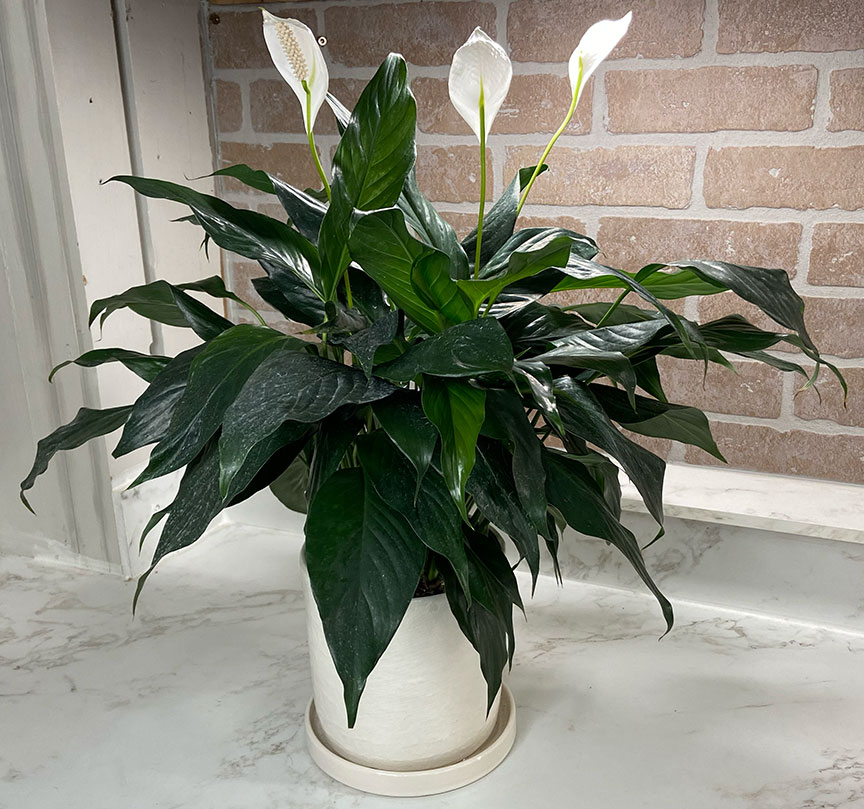 Peace Lily