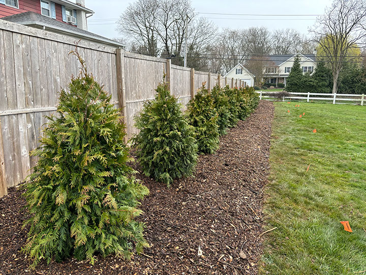 Arborvitae along a fence line.