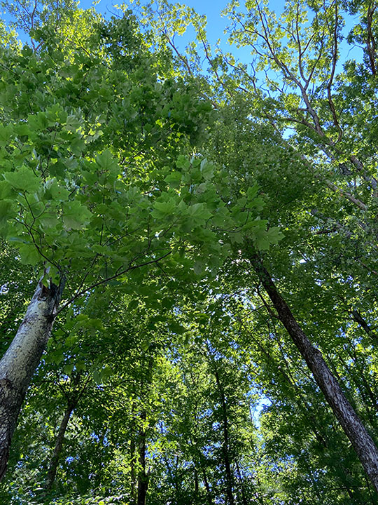 Deciduous trees with green leaves.