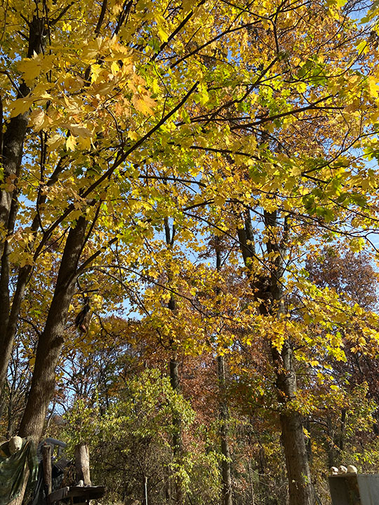 Fall trees with yellow leaves.