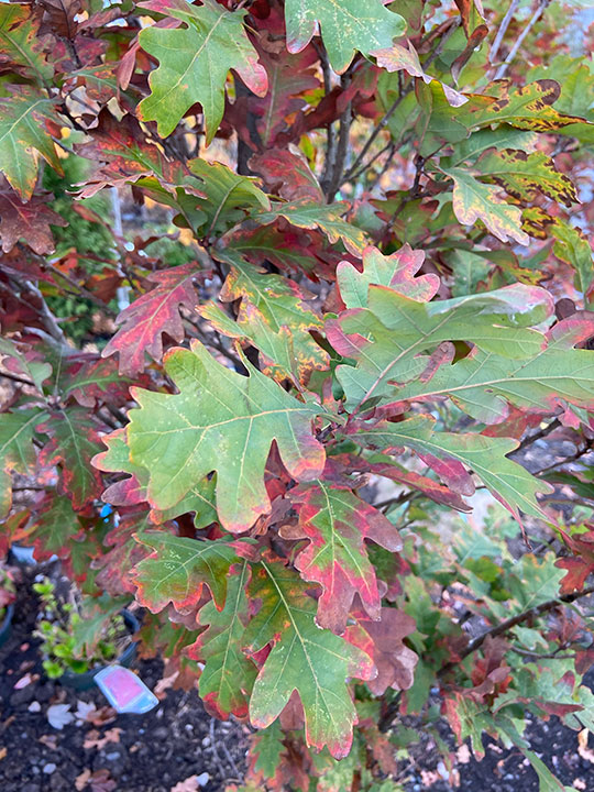Oak leaves starting to turn to autumn colors.