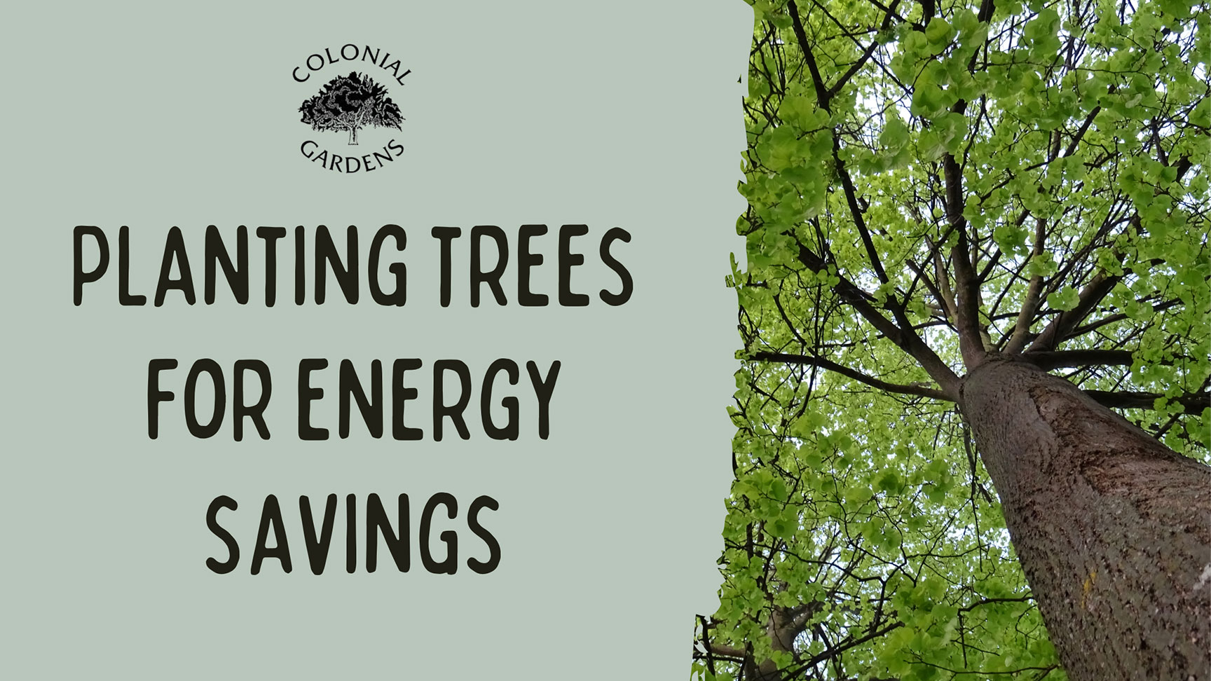 Plant Trees to Save on Energy.
