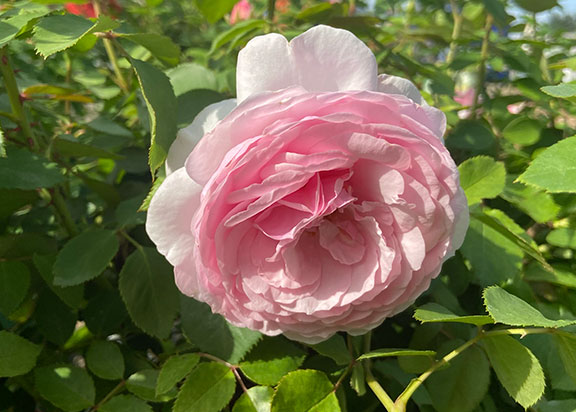 David Auston Olivia Rose.