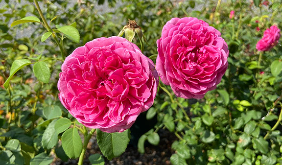 Gertrude Jekyll David Austin roses.
