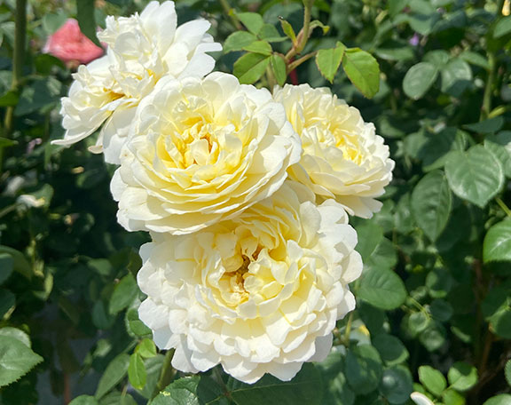 Imogen David Austin Rose.