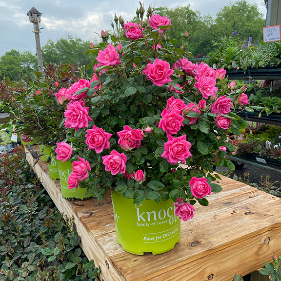 Knockout double pink roses.