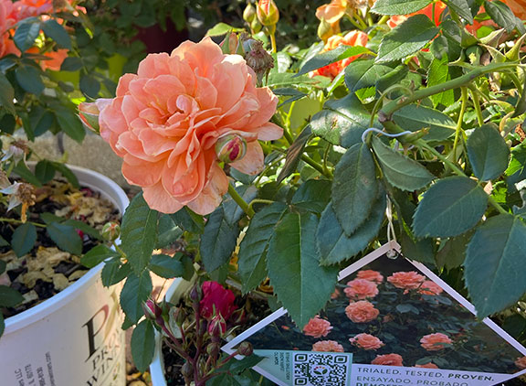 Proven Winners Roses.