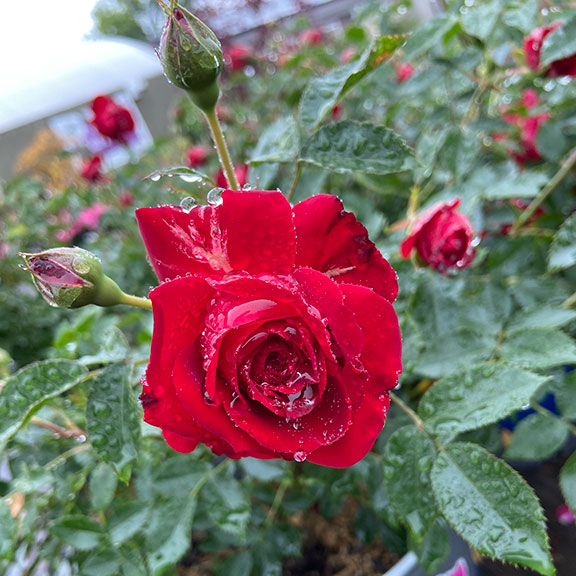 True Bloom Roses - True Passion.