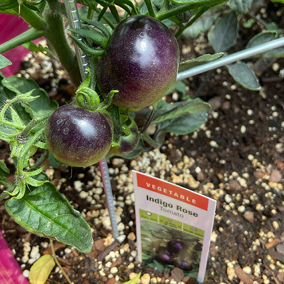 Indigo Rose cherry tomato.