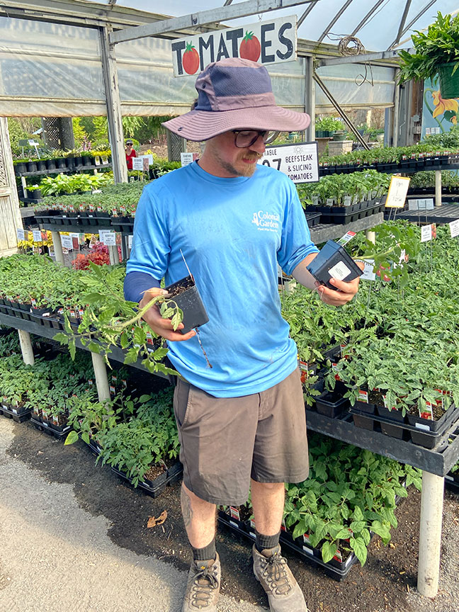 Pat from Colonial Gardens deciding which tomatoes to buy.