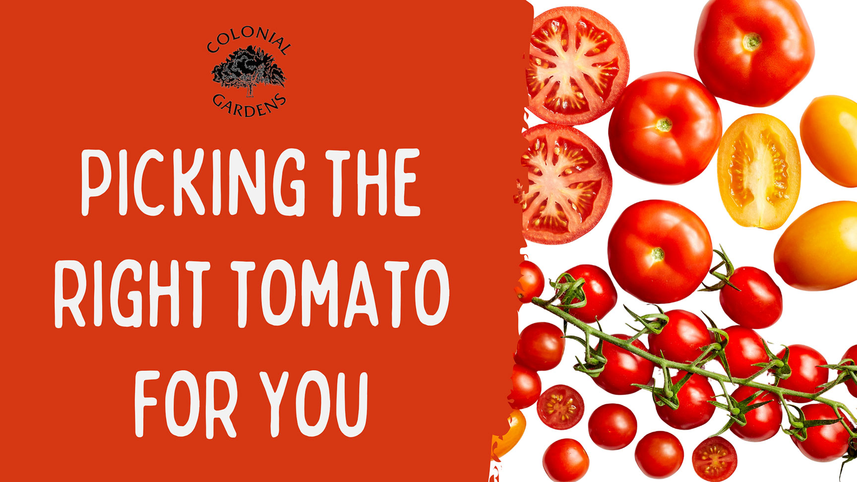 Picking the right tomato for you.