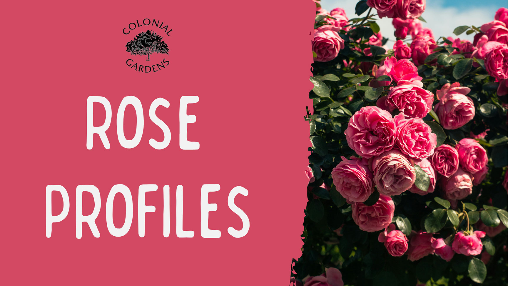 Rose Profiles.