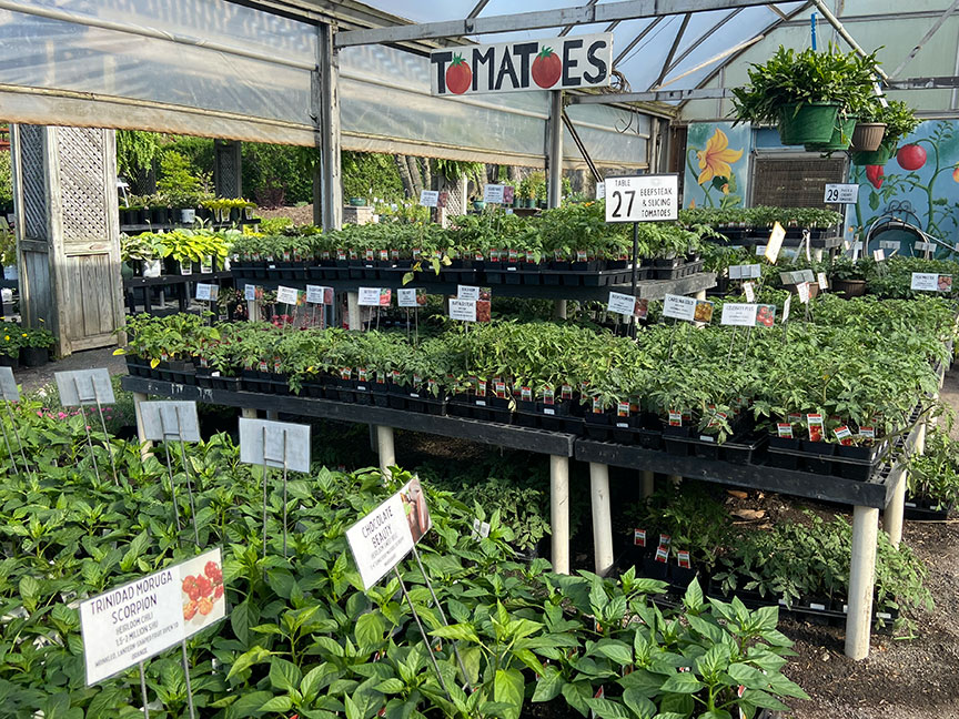 Colonial Gardens tomato selection.