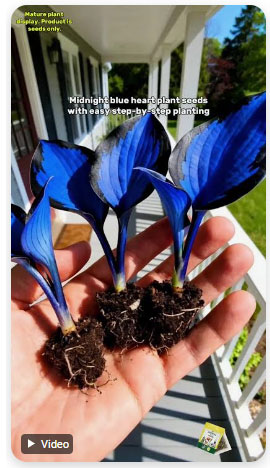 TikTok plant scam
