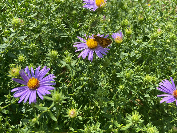Butterfly on asters in fall.