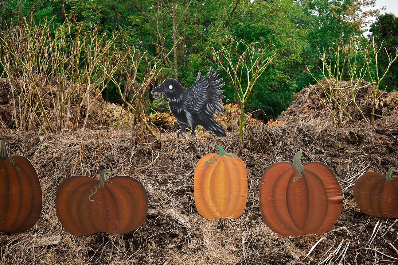 Crow farm scene during Halloween at Colonial Gardens in Phoenixville, PA.