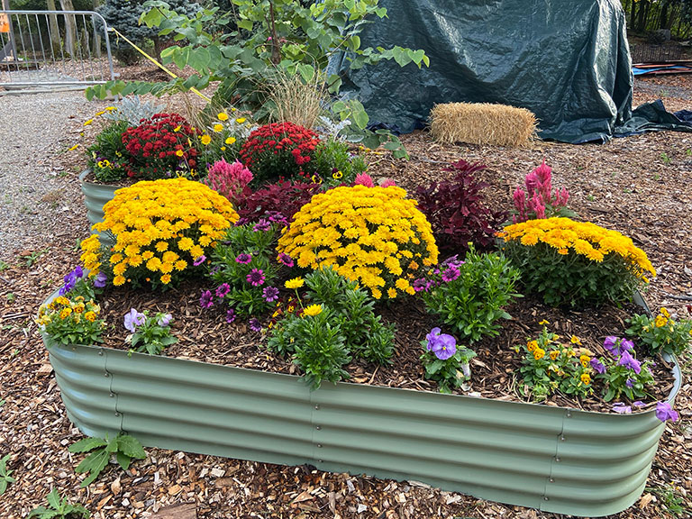 Fall annuals in planter.