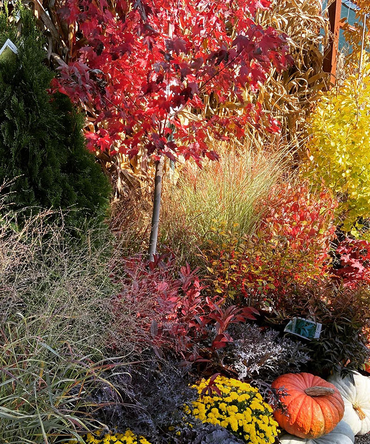 Fall foliage and plants.