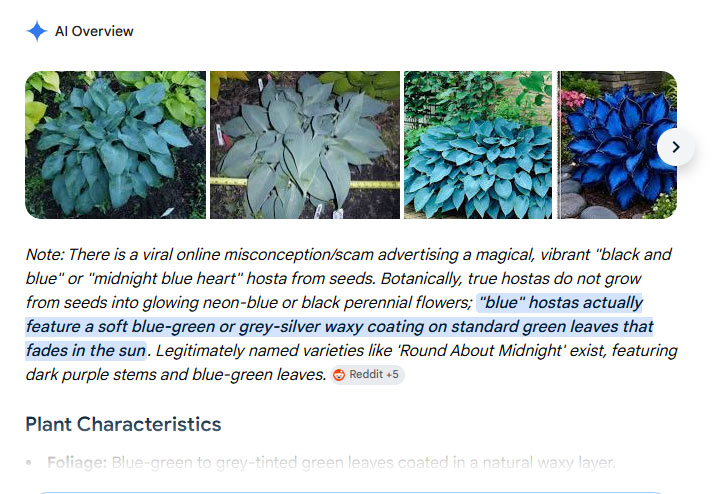 Midnight Blue hosta