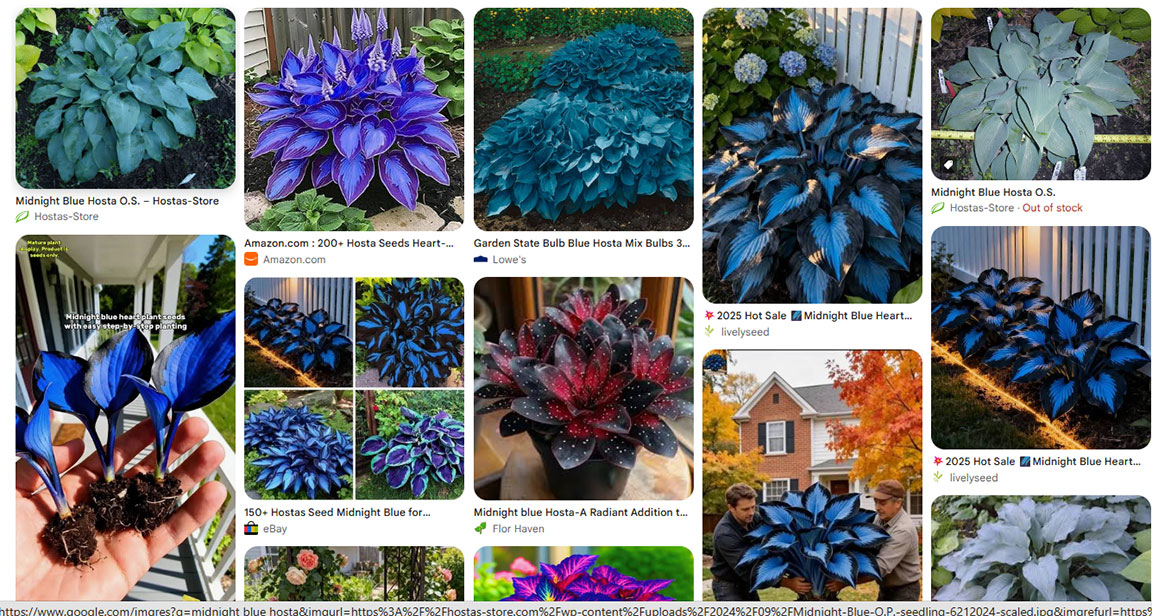 Midnight Blue Hosta