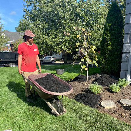 Planting with mulch in the fall.