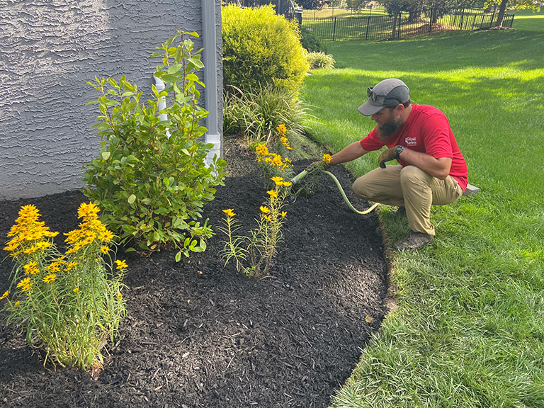 Make sure to water after mulching your new plants in the fall.
