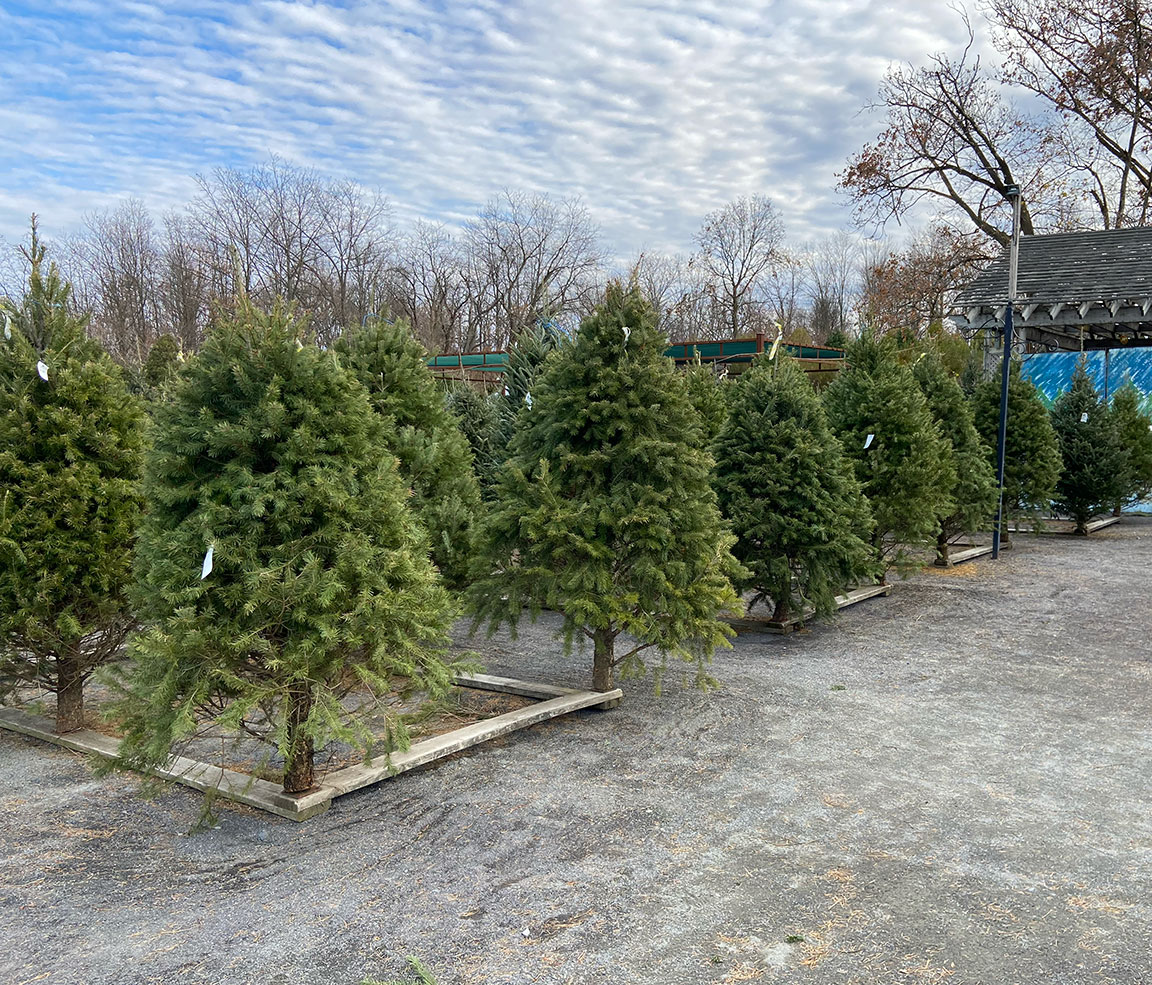 Christmas trees at Colonial Gardens.