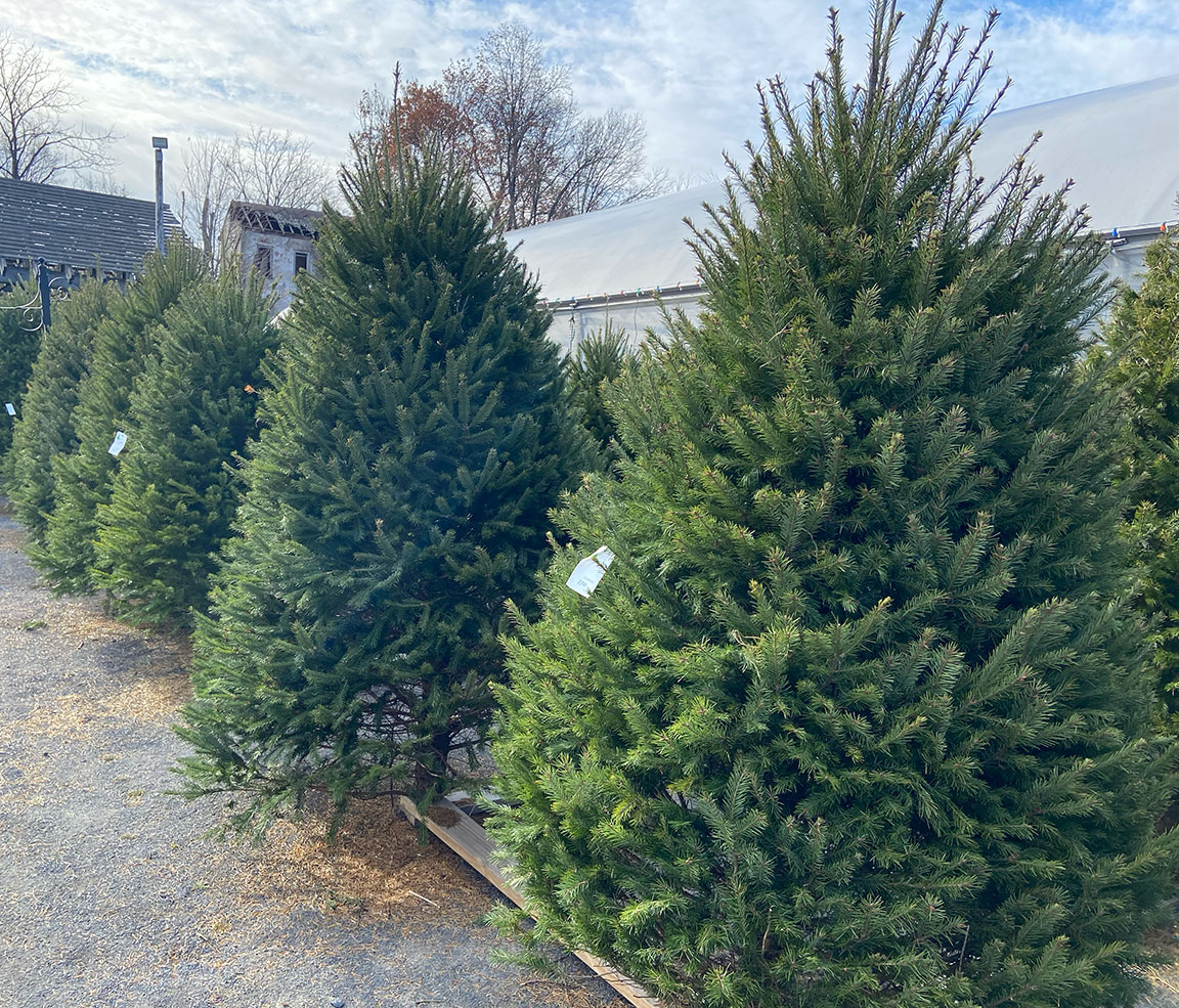 Christmas trees at Colonial Gardens.