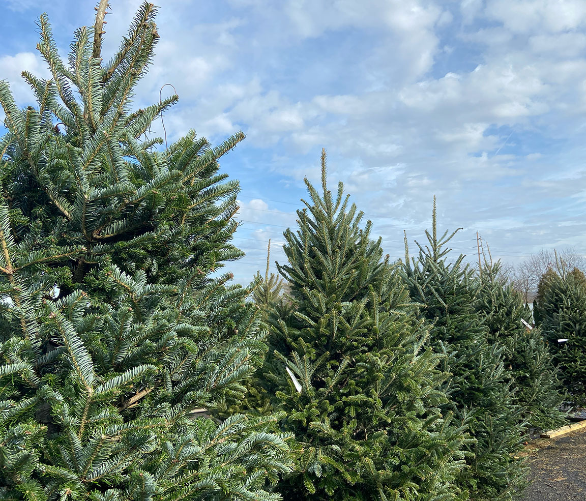 Christmas trees at Colonial Gardens.