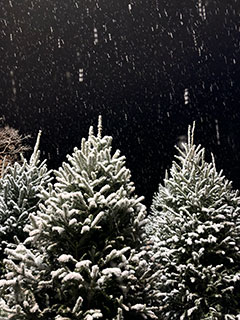 Christmas trees in the snow at Colonial Gardens.