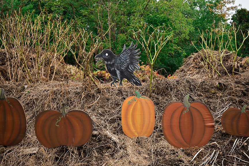 Colonial Gardens Halloween scene with crows and pumpkins.