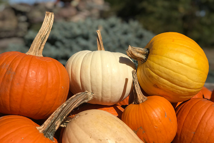 Pumpkins at Colonial Gardens in Phoenixville, PA.