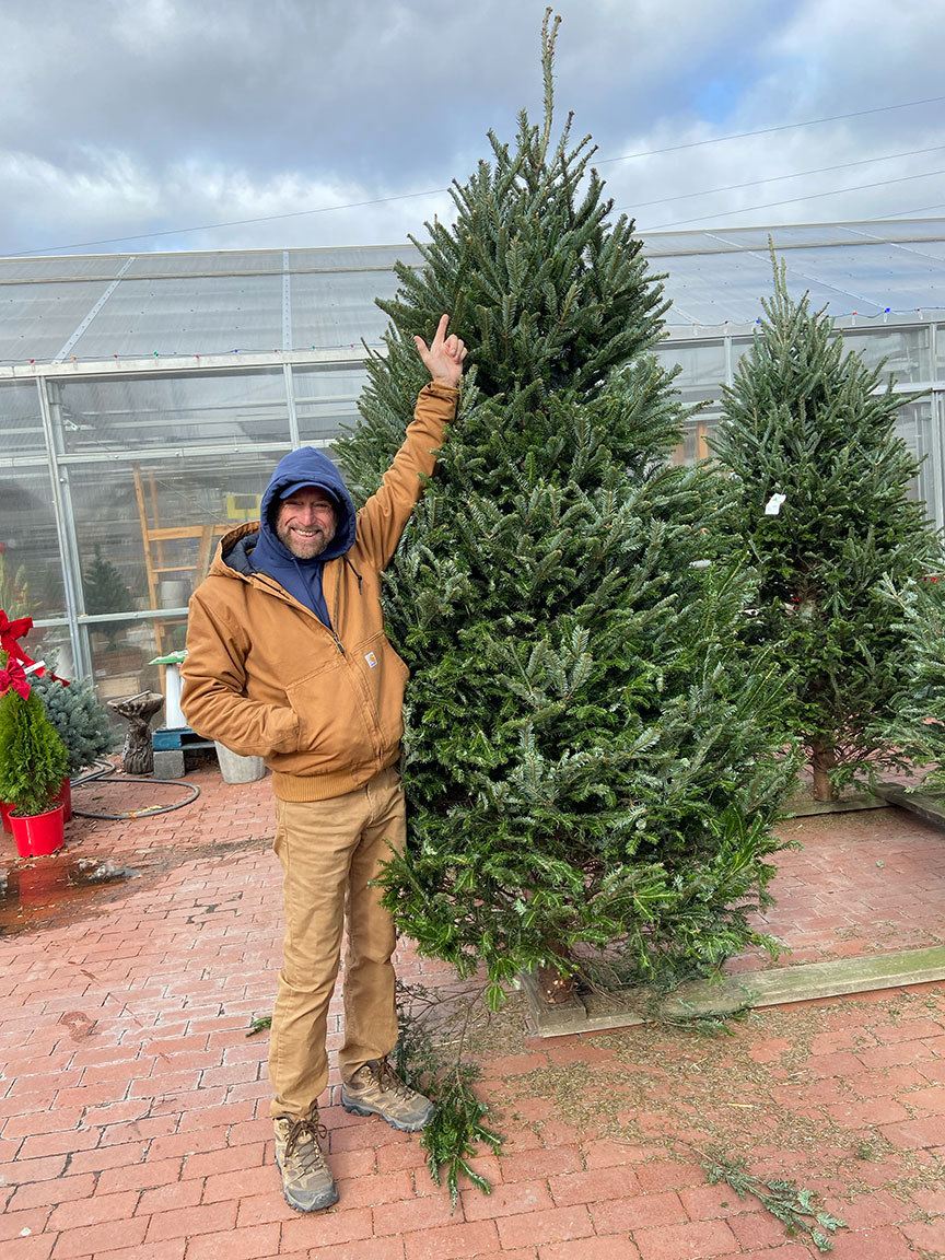 Staff at Colonial Gardens can help select your Christmas tree.